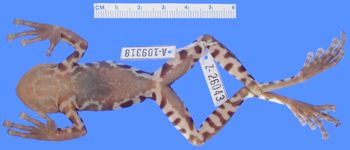 Media type: image;   Herpetology A-109318